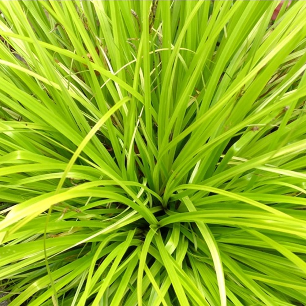 Sedge Evergreen (Carex oshimensis)