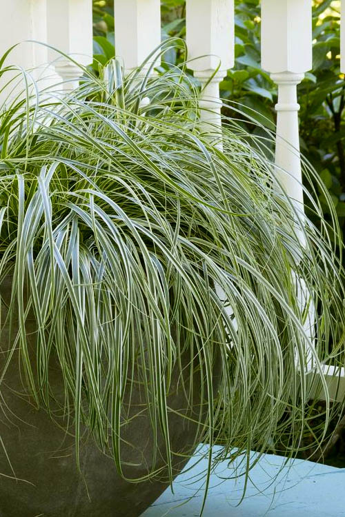 Carex 'Feather Falls'