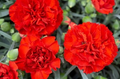 Dwarf Carnation 'Red'