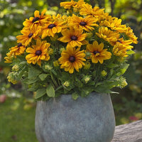 Rudbeckia Sunbeckia Black - eyed Susan Carolina - Ladybird Nursery