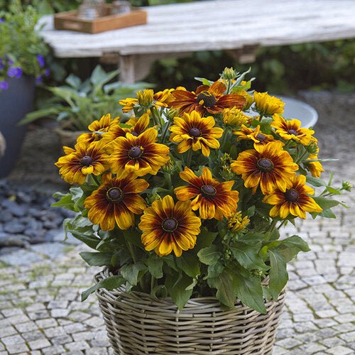 Rudbeckia Sunbeckia Black - eyed Susan Carolina - Ladybird Nursery