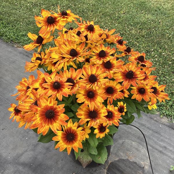 Rudbeckia Sunbeckia Black - eyed Susan Carolina - Ladybird Nursery