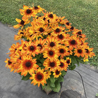 Rudbeckia Sunbeckia Black-eyed Susan Carolina