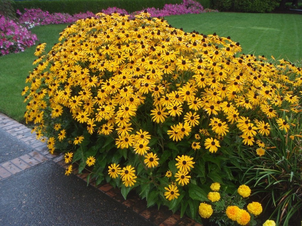 Rudbeckia Sunbeckia Black - eyed Susan Carolina - Ladybird Nursery