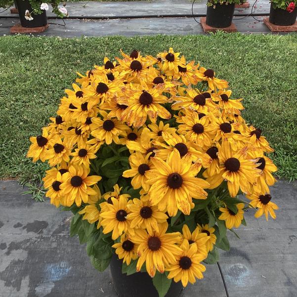 Rudbeckia Sunbeckia Black - eyed Susan Carolina - Ladybird Nursery