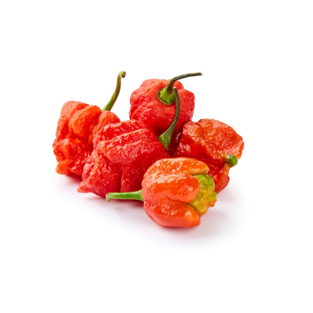 Carolina Reaper Chilli - Ladybird Nursery