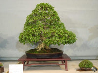 European Hornbeam Bonsai Starter (Carpinus betulus) - Ladybird Nursery