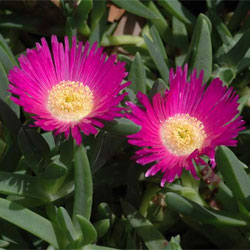 Pigface (Carpobrotus glaucescens)