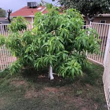 Mango Carrie - Ladybird Nursery