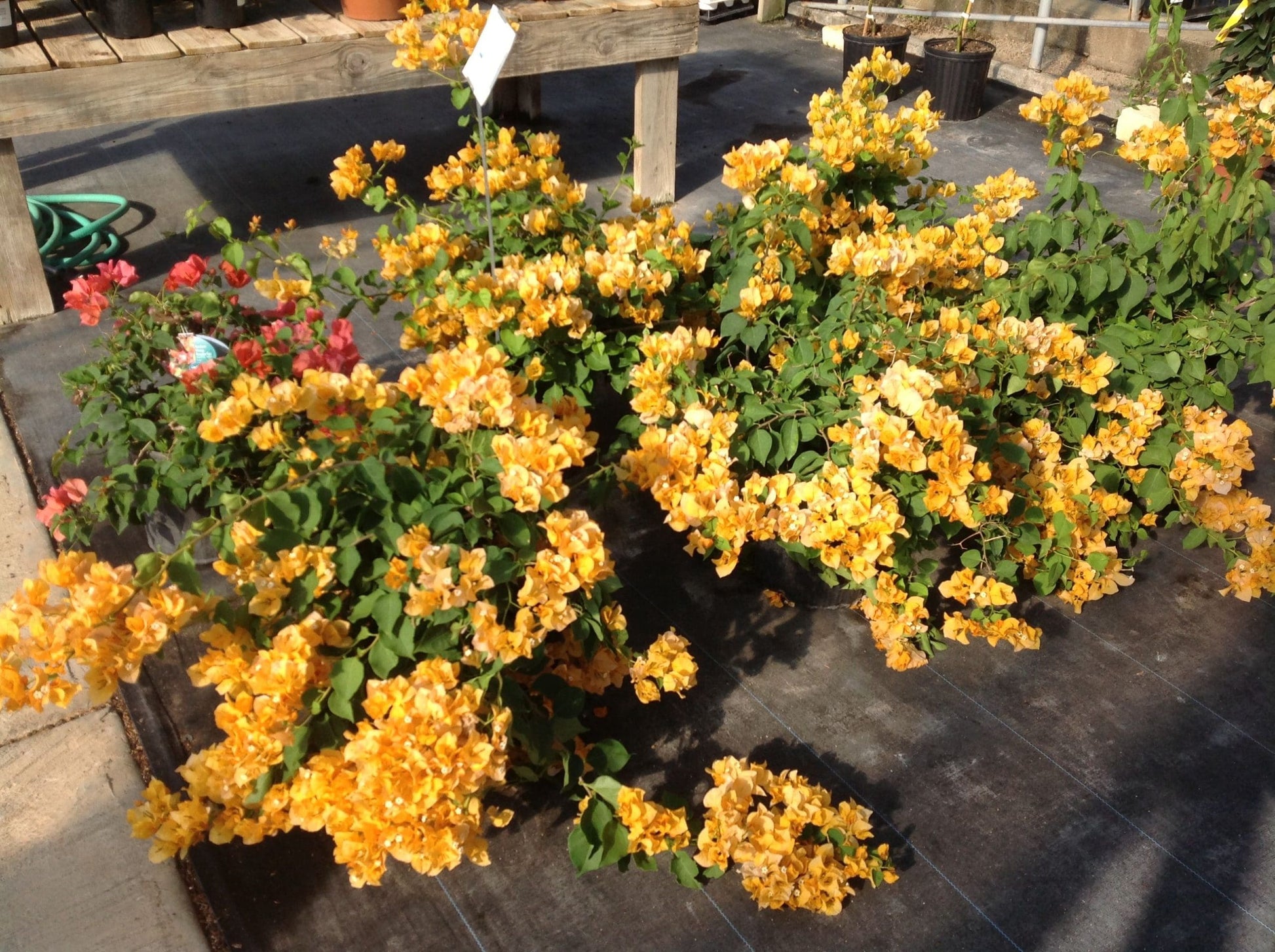 Bougainvillea California Gold (Bougainvillea glabra)