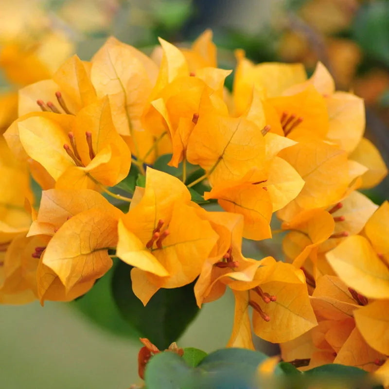 Bougainvillea California Gold (Bougainvillea glabra)