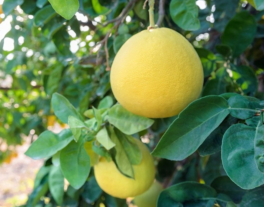 Carters Red Pomelo (QLD Only)