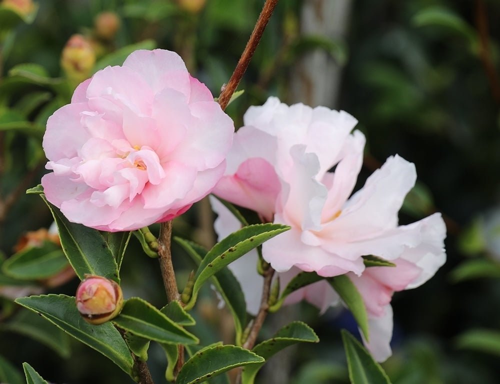 Sasanqua Camellia Paradise Petite (Camellia sasanqua) - Ladybird Nursery