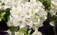 Bougainvillea White Cascade (Bougainvillea glabra)