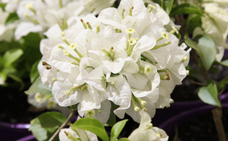 Bougainvillea White Cascade (Bougainvillea glabra) - Ladybird Nursery