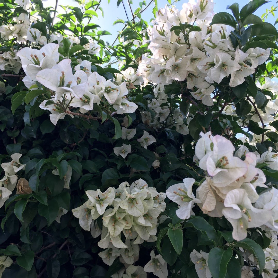Bougainvillea White Cascade (Bougainvillea glabra) - Ladybird Nursery