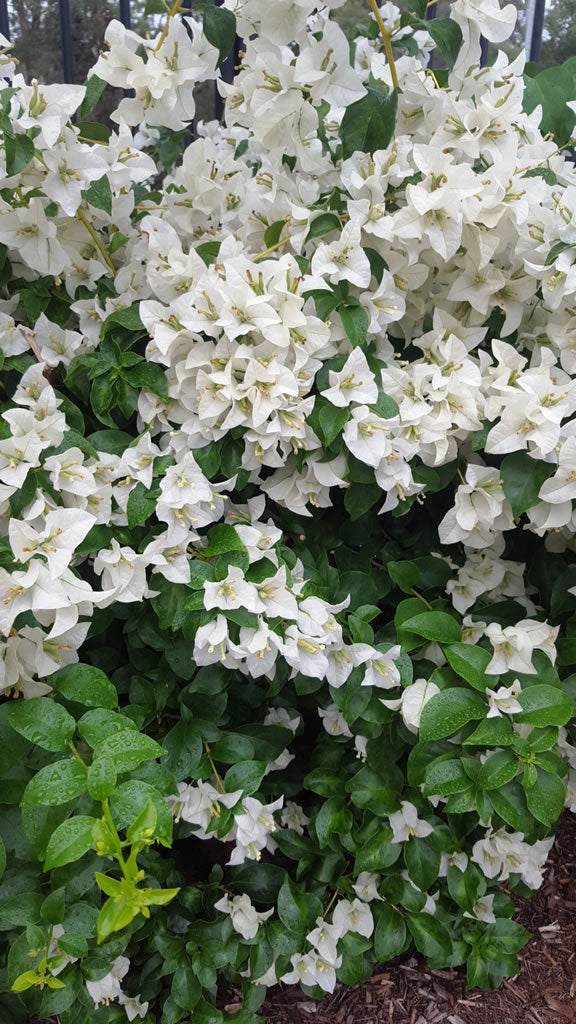 Bougainvillea White Cascade (Bougainvillea glabra)