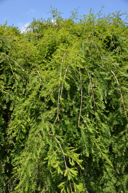 Bald Cypress Cascade Falls (Taxodium distichum)
