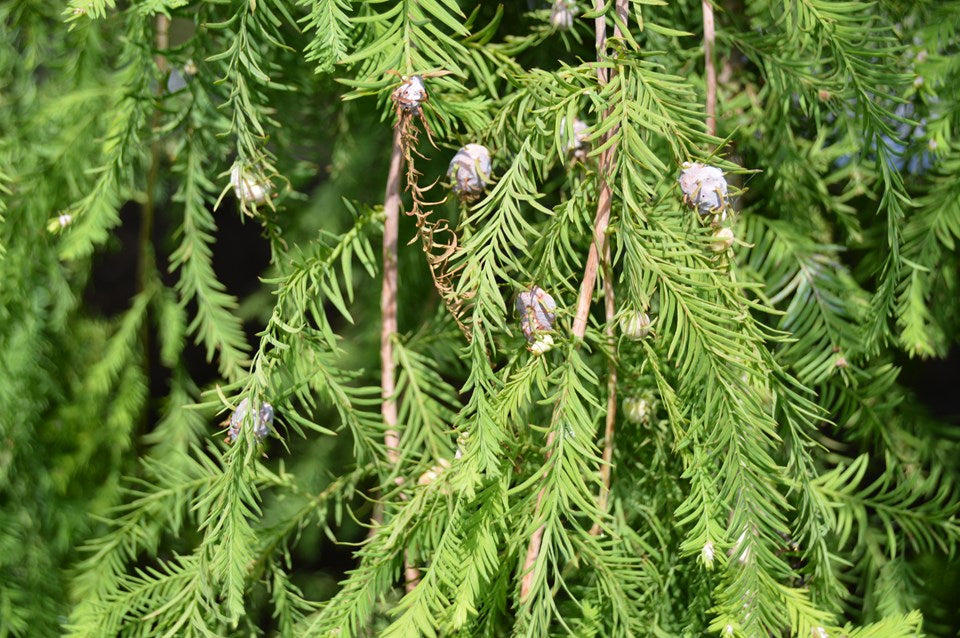 Bald Cypress Cascade Falls (Taxodium distichum)