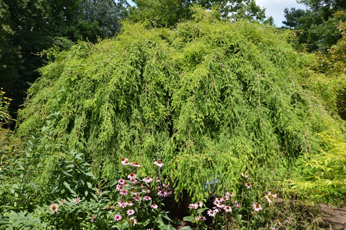 Bald Cypress Cascade Falls (Taxodium distichum)