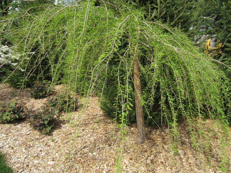 Bald Cypress Cascade Falls (Taxodium distichum)