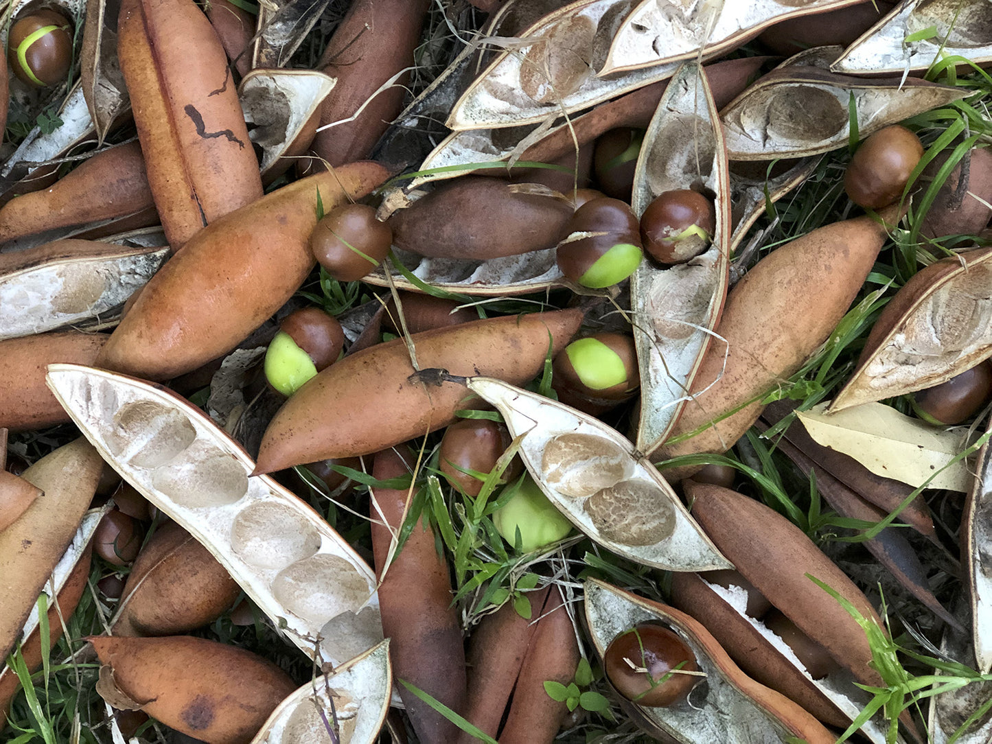 Magic Bean (Castanospermum australe)