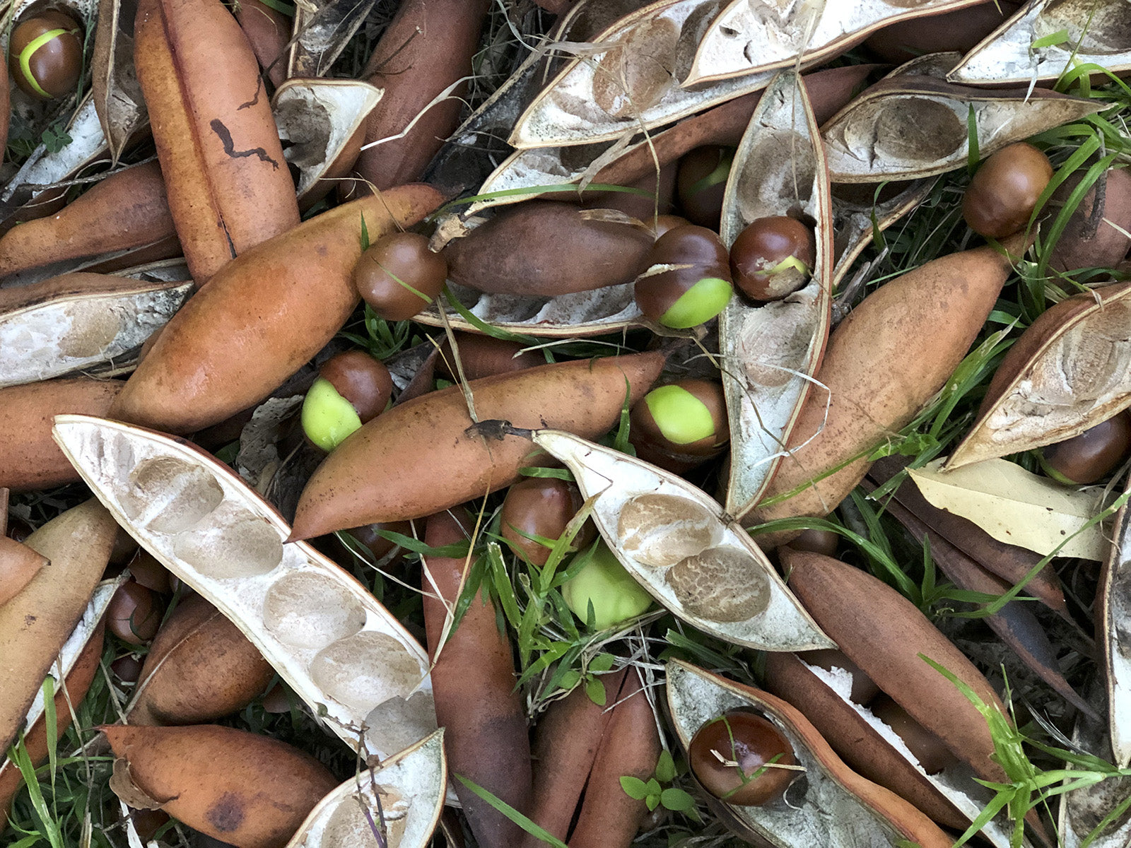 Magic Bean (Castanospermum australe)