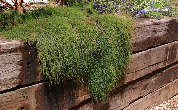 Shagpile (Casuarina glauca)