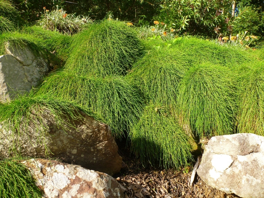 Cousin It (Casuarina glauca)
