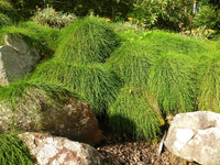 Cousin It (Casuarina glauca)