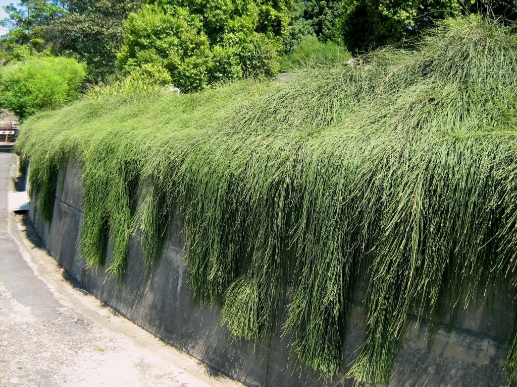 Shagpile (Casuarina glauca)