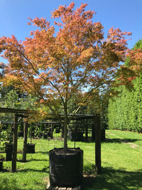 Japanese Maple Bonfire (Acer palmatum)