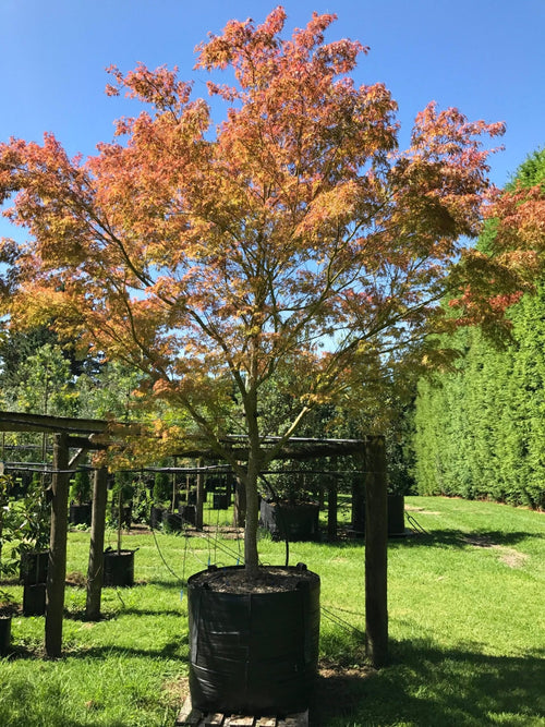 Japanese Maple Bonfire (Acer palmatum) - Ladybird Nursery