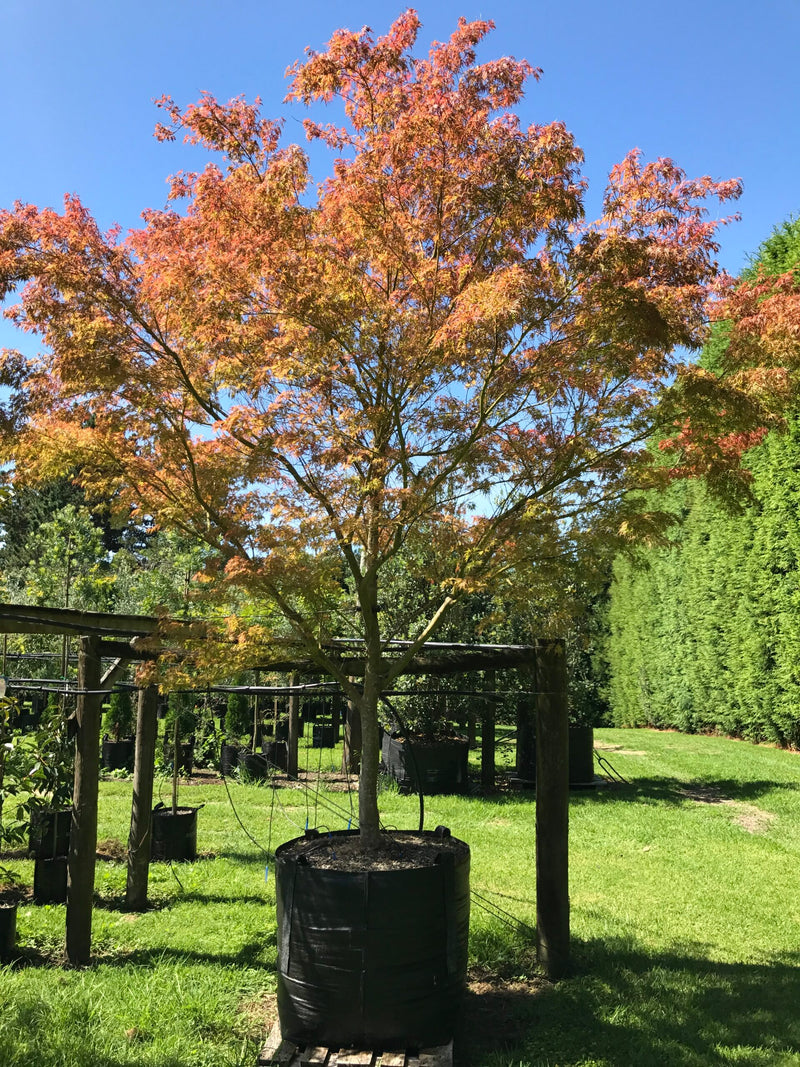 Japanese Maple Bonfire (Acer palmatum)