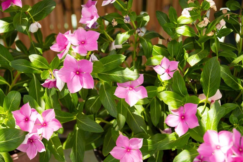 Periwinkle Pink (Vinca spp.) - Ladybird Nursery