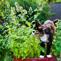Catnip (Nepeta cataria)