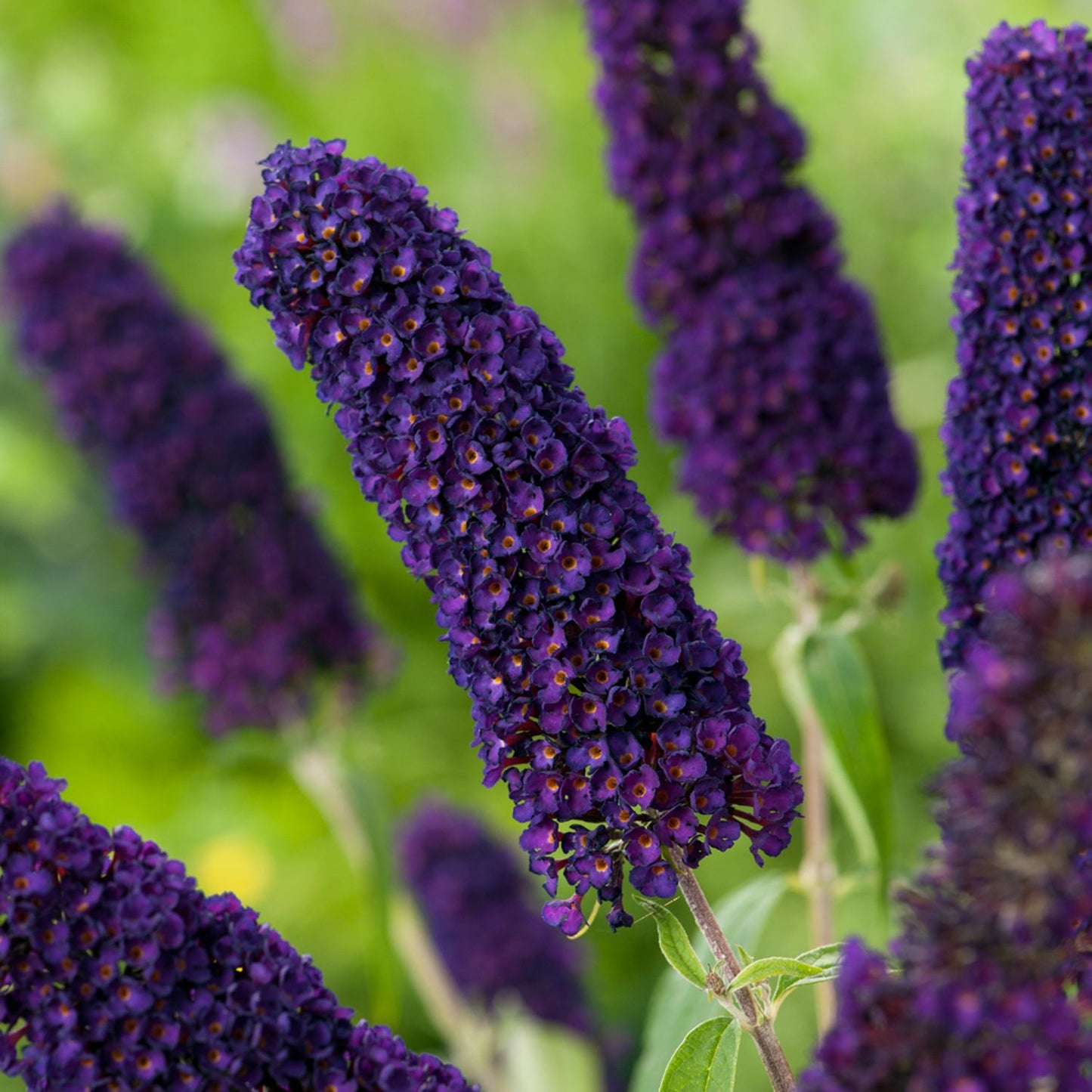 Butterfly Bush Black Knight (Buddleja davidii)