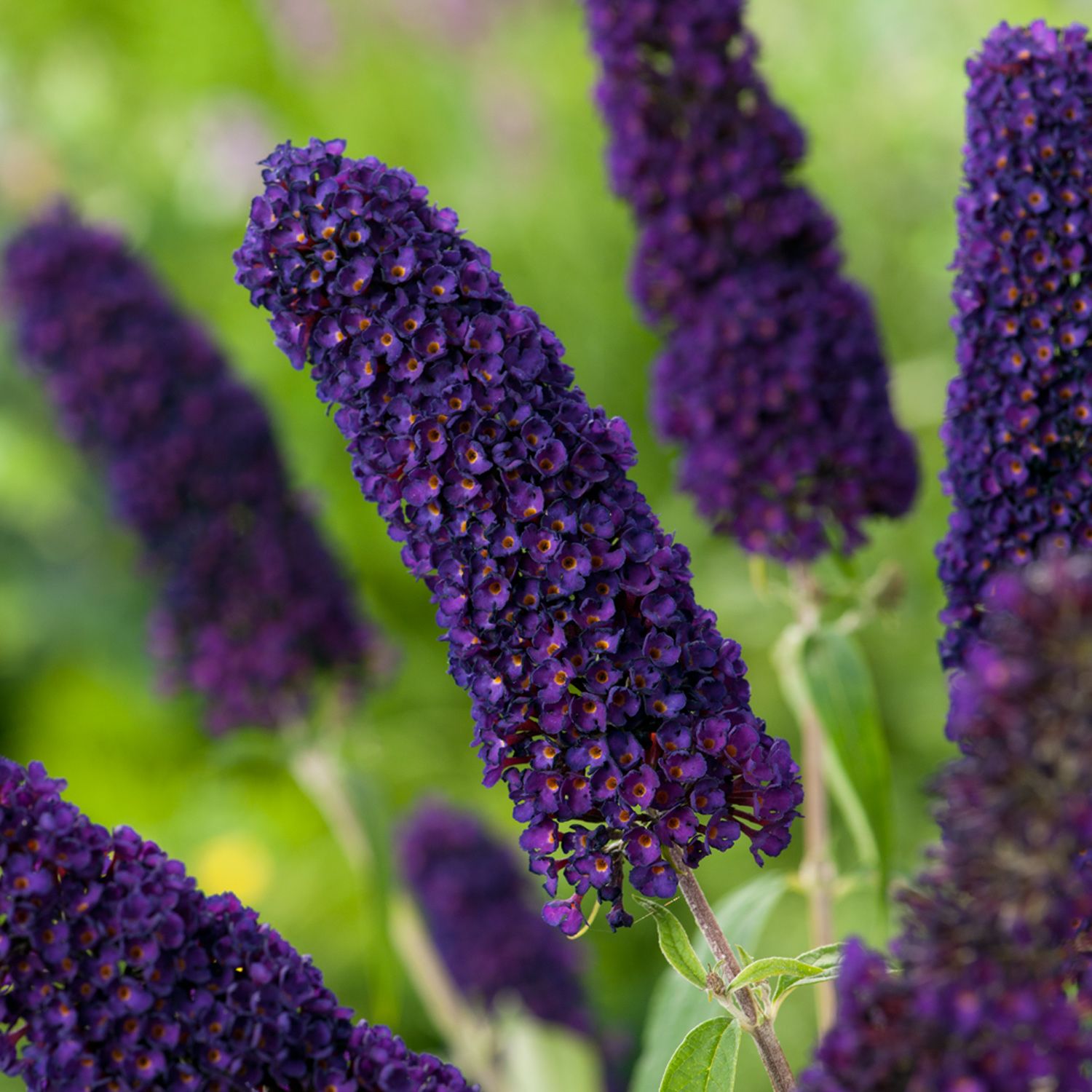 Butterfly Bush Black Knight (Buddleja davidii)