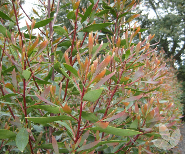 Willow-leaved Hakea (Hakea salicifolia)