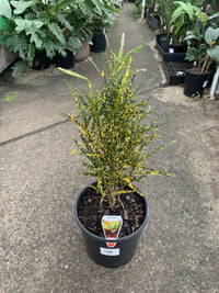 Codiaeum variegatum ‘Gold Dust’ (Fine Leaf Croton)