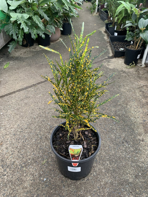 Codiaeum variegatum ‘Gold Dust’ (Fine Leaf Croton) - Ladybird Nursery