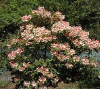 Rhododendron Virginia Richards - Ladybird Nursery