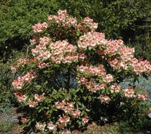 Rhododendron Virginia Richards - Ladybird Nursery