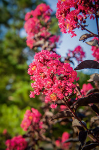 Crepe Myrtle Diamonds in the Dark Mystic Magenta (Lagerstroemia)