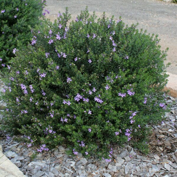 Coastal Rosemary Jervis Gem (Westringia fruticosa)