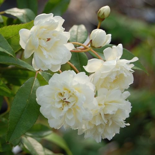 Rose White 'Banksia Alba' (Rosa Banksiae) - Ladybird Nursery