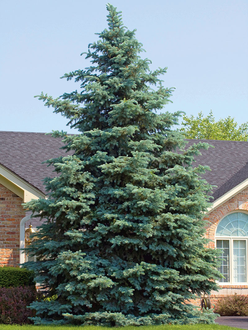 Blue Spruce Sky (Picea pungens)