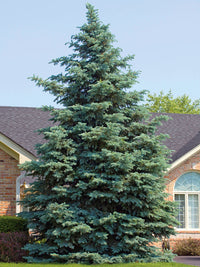 Blue Spruce Sky (Picea pungens)
