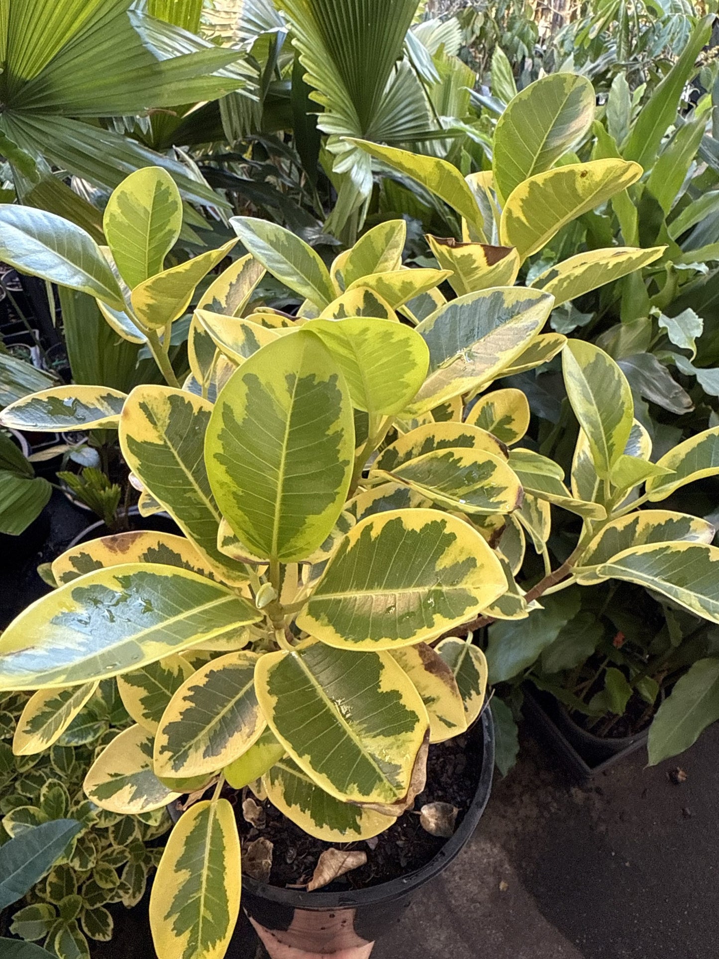 Ficus rubiginosa 'Aurea Variegata'