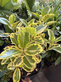 Ficus rubiginosa 'Aurea Variegata'